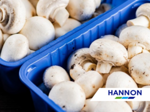 Irish Mushrooms ready for Exporting