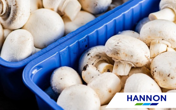 Irish Mushrooms ready for Exporting