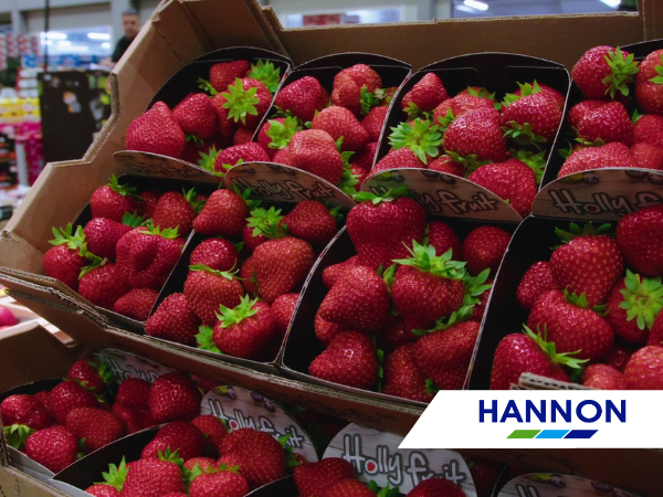 Fresh Berries Ready to be Transported