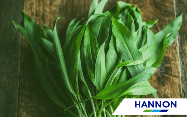 Wild Garlic on a table