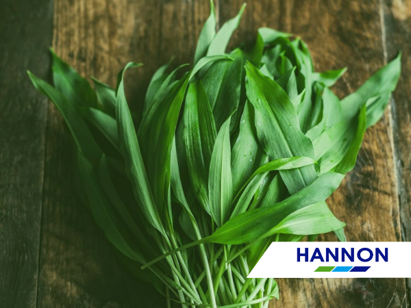 Wild Garlic on a table