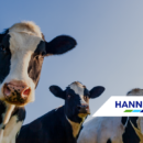 Three cows with blue skies