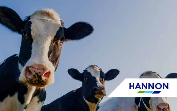 Three cows with blue skies