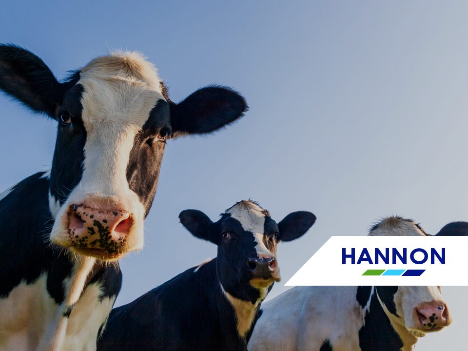 Three cows with blue skies