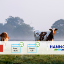 Cows in field with HANNON banner