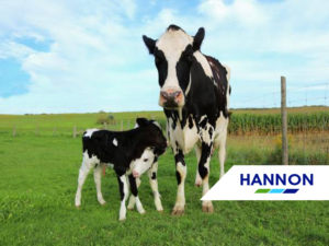 cows in field - Father's Day Dairy Ireland