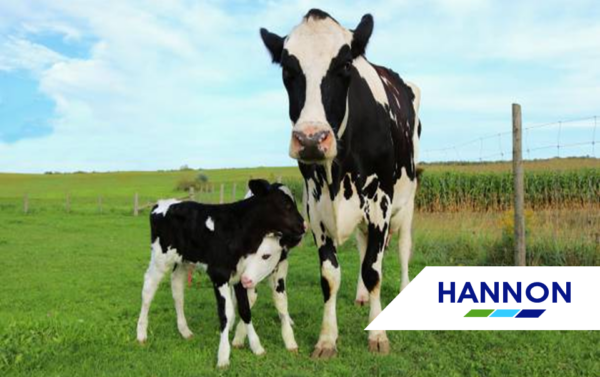 cows in field - Father's Day Dairy Ireland