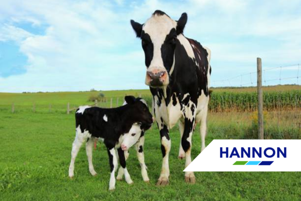 cows in field - Father's Day Dairy Ireland
