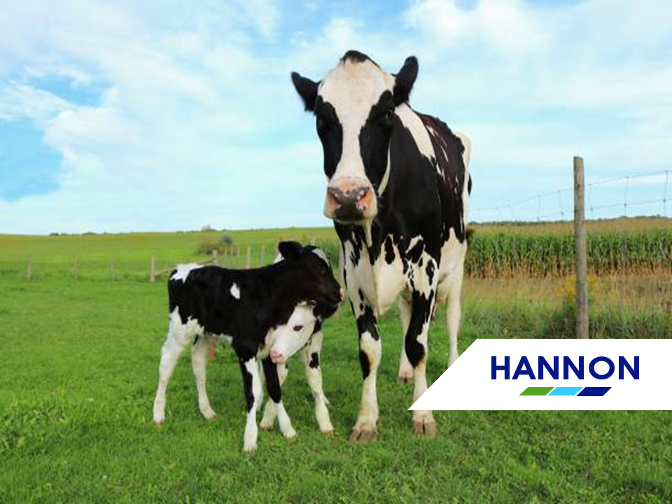 cows in field - Father's Day Dairy Ireland